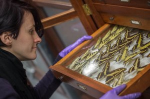 © Herbert Art Gallery & Museum